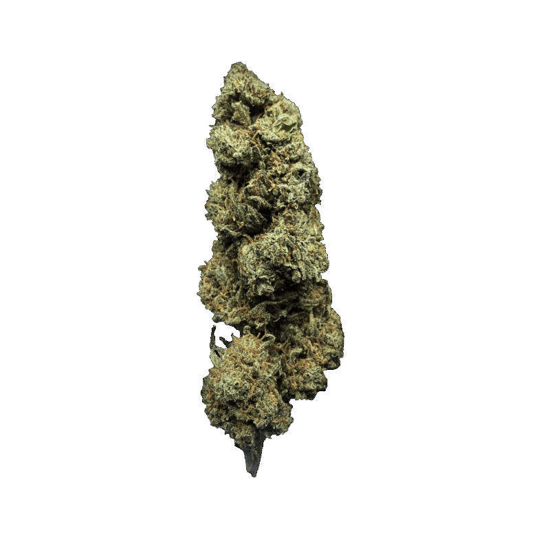 AMNESIA