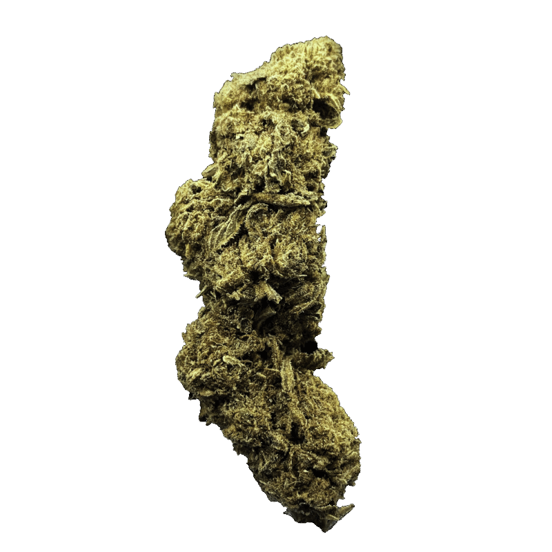 ORANGE BUD