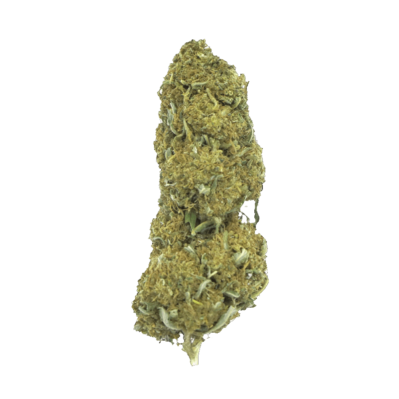 Orange Bud